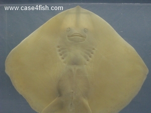 Foto Galerie/Rajiformes/Raja brachyura/Raja brachyura_04_S.jpg